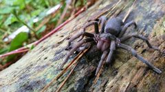 Hemirrhagus chilango