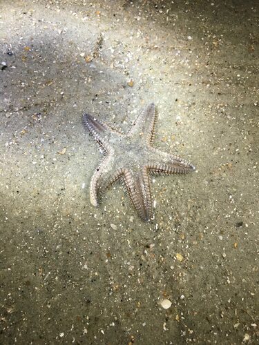 Two-spined Sea Star photographed in South Carolina
