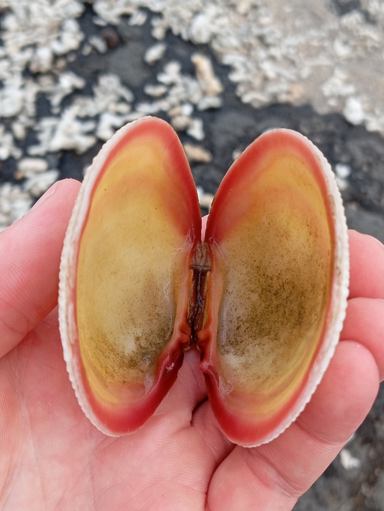 Codakia Sp Codakia from 880, Taiwan, Penghu County, Magong City, 198號澎湖濤之音露營區 on ...