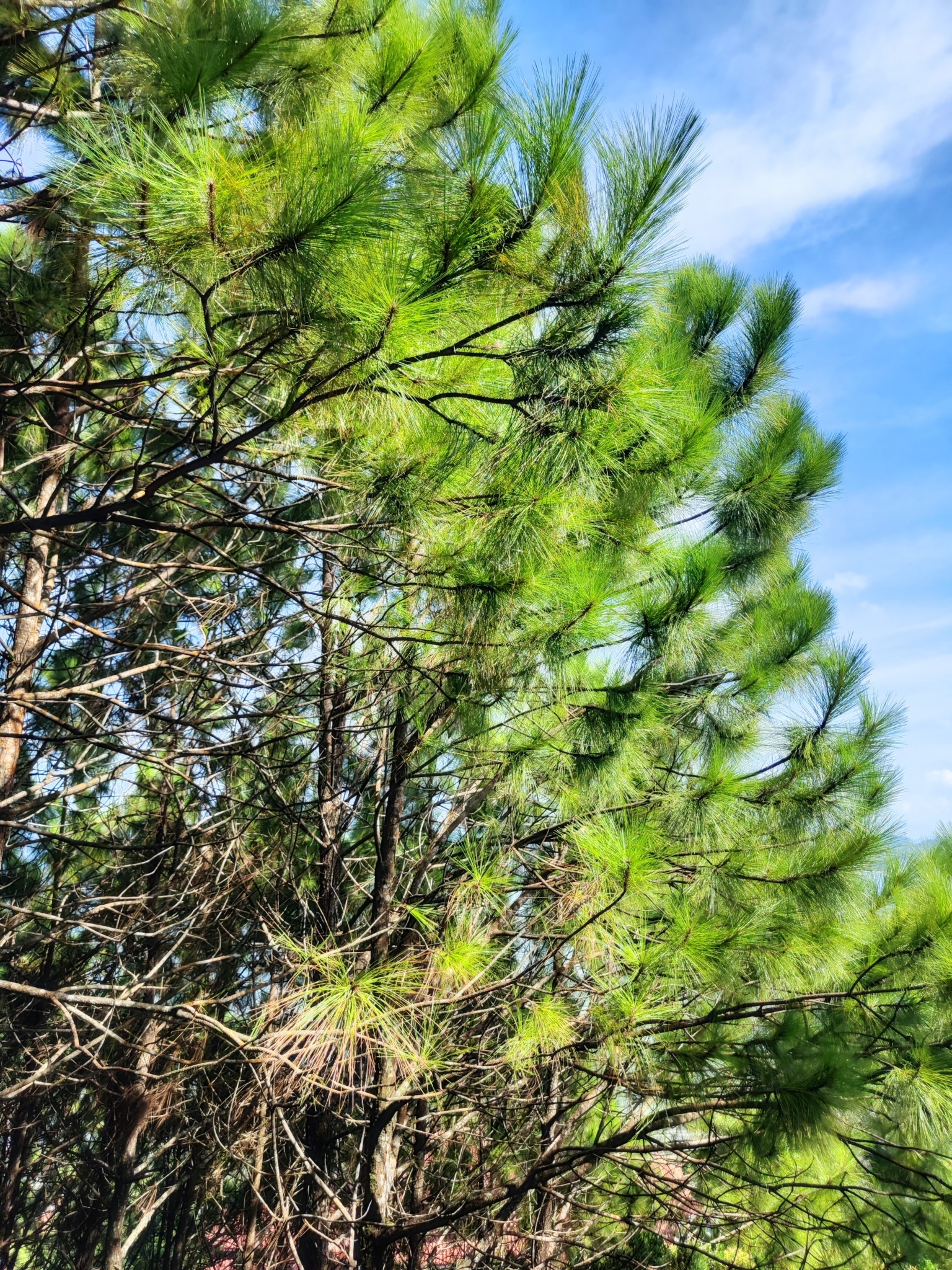 Pinus massoniana (Pinus massoniana)