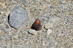 Erebia mancinus