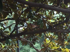 Cardinalis cardinalis