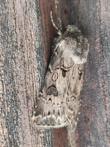 Agrotis bigramma
