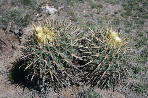 Devil's Tongue Barrel Cactus