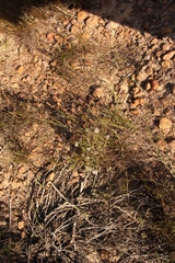 Agathosma latipetala