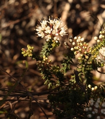 Agathosma latipetala