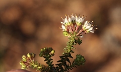 Agathosma latipetala