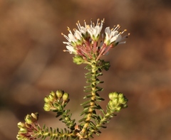 Agathosma latipetala