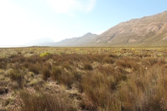 Agathosma latipetala