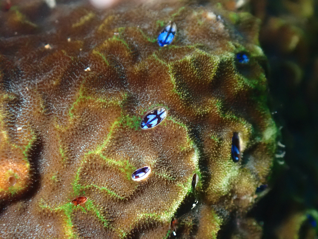Burrowing Barnacles