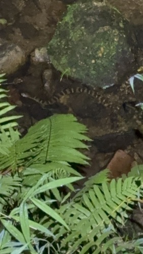 Asiatic Water Snake
