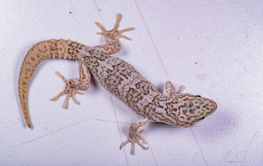 Tibet Bent Toed Gecko