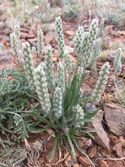 Plantago patagonica