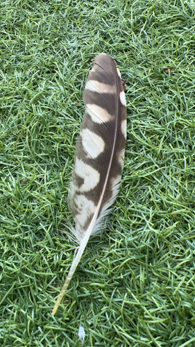Plume de Chevêche d'Athéna