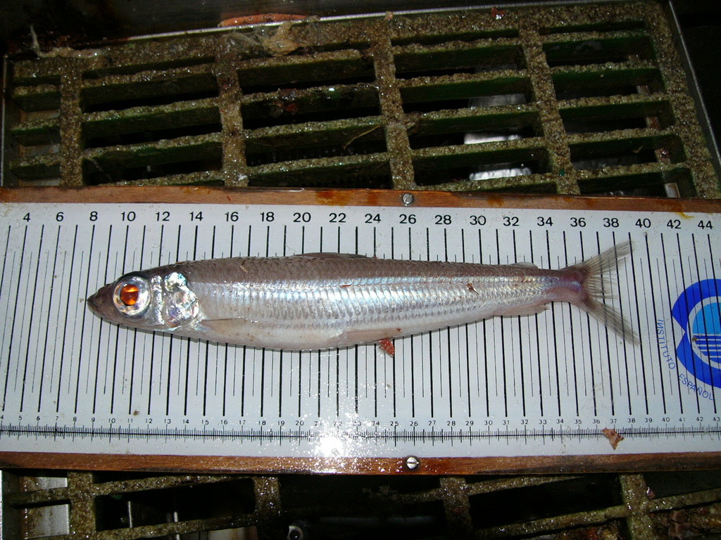 Atlantic argentine (Argentina silus) — Argentinidae