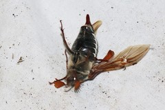 Melolontha melolontha
