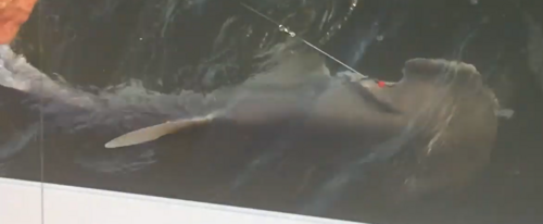 Bonnethead photographed in South Carolina