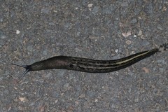 Limax cinereoniger