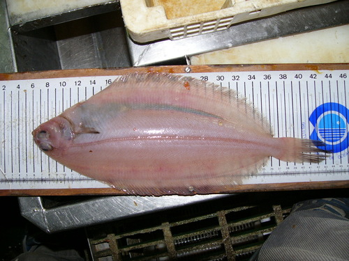 Witch Flounder