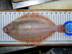 Witch Flounder photo 2