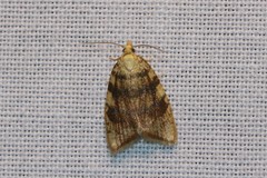 Aleimma loeflingiana