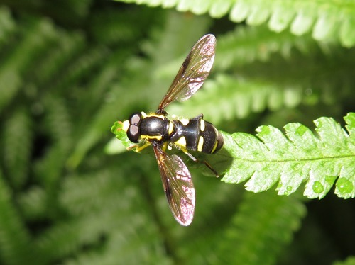 Superb Ant-hill Hoverfly, Zuid-Holland, Nederland, photo 6 of 10