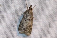 Scoparia ambigualis