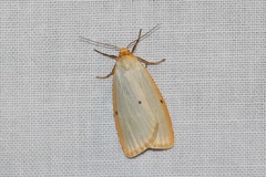 Cybosia mesomella