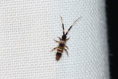 Orchesella flavescens