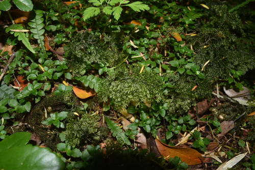Hymenophyllum seselifolium, 2024-02-27