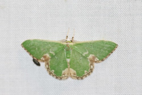 Blotched Emerald, 6874 Wolfheze, Nederland, photo 9 of 10