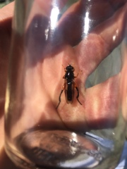 Chalcosyrphus curvaria