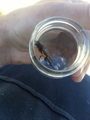 Chalcosyrphus curvaria