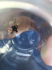 Chalcosyrphus curvaria