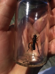 Chalcosyrphus curvaria