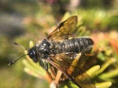 Trichiosoma triangulum