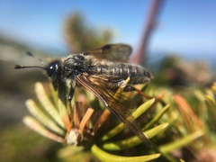 Trichiosoma triangulum