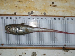 Malacocephalus laevis