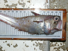 Malacocephalus laevis