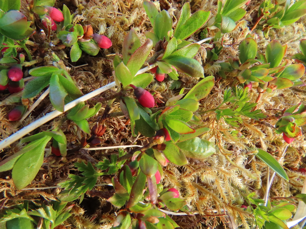 dwarf bilberry from Sitka, Alaska, United States on May 26, 2019 at 09: ...