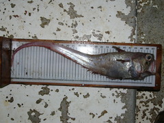 Malacocephalus laevis