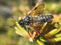 Trichiosoma triangulum