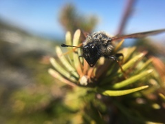 Trichiosoma triangulum