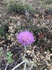 Cirsium neomexicanum