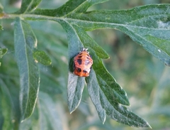 Harmonia axyridis