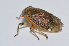 Itzalana submaculata