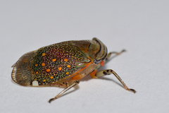 Itzalana submaculata