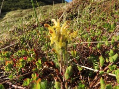 Pedicularis oederi