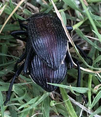 Eleodes suturalis