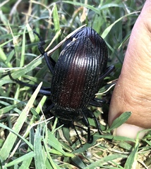 Eleodes suturalis